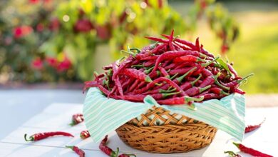 cayenne peppers, chili peppers, red peppers, hot peppers, harvest, produce, organic, cayenne, food, cooking, fresh, ingredient, chili, cooking, chili, chili, chili, chili, chili