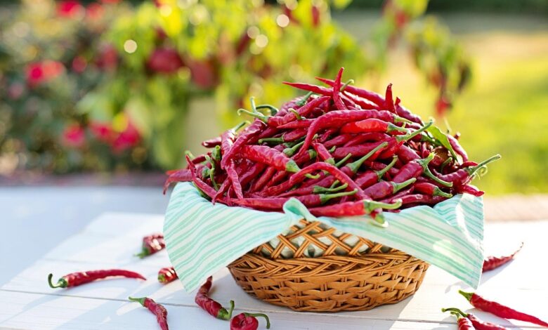 cayenne peppers, chili peppers, red peppers, hot peppers, harvest, produce, organic, cayenne, food, cooking, fresh, ingredient, chili, cooking, chili, chili, chili, chili, chili
