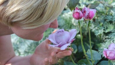 woman, person, to smell, scent of roses, odor, sense of smell, fragrance, roses, profile, romantic, rose blossom, beautiful, to smell, odor, odor, fragrance, fragrance, fragrance, fragrance, fragrance, profile