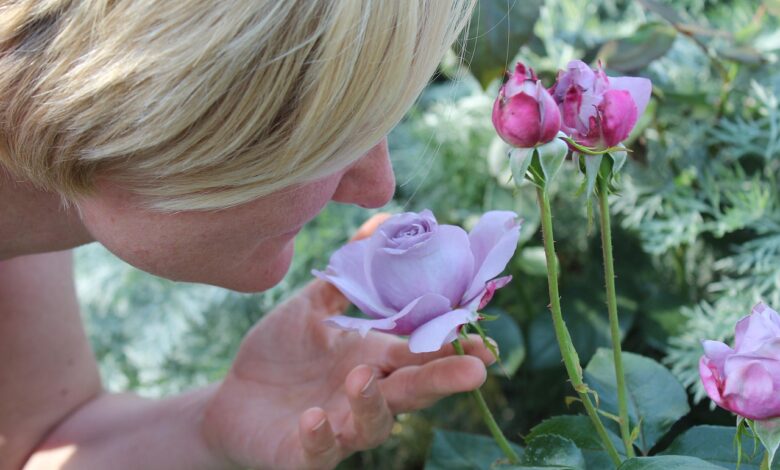 woman, person, to smell, scent of roses, odor, sense of smell, fragrance, roses, profile, romantic, rose blossom, beautiful, to smell, odor, odor, fragrance, fragrance, fragrance, fragrance, fragrance, profile